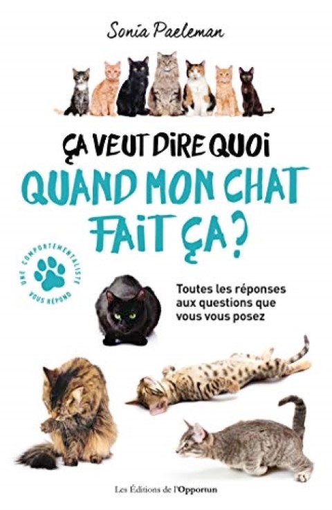 Tous ces facteurs de stress qui perturbent un chat - Absolument Chats