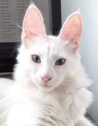Roro
